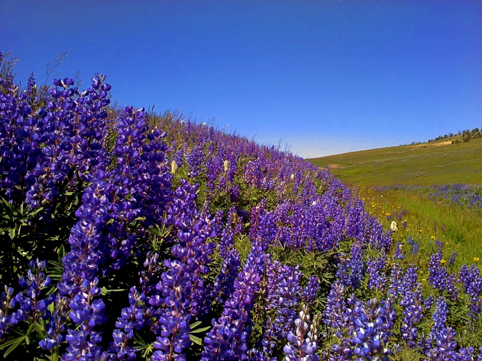 a field of purple flowers
